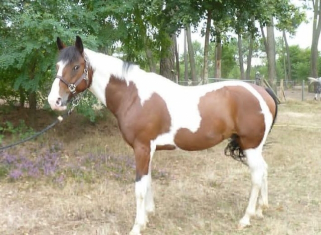  Pbaños a caballo en Bretle les PIns 